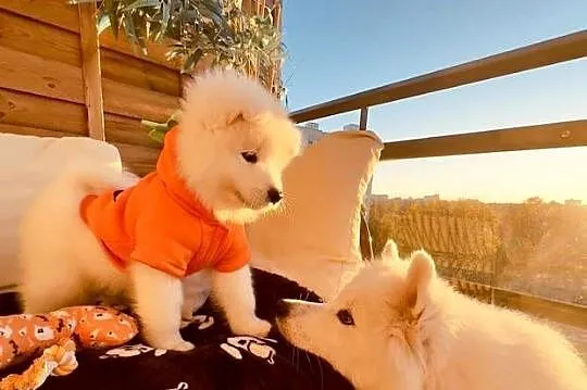 Samoyed szczeniaki, gotowe do odbioru, Mazowieckie, Warszawa