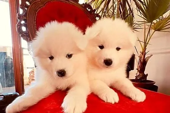 Samoyed szczeniaki, gotowe do odbioru, Mazowieckie, Warszawa