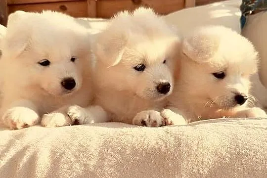 Samoyed szczeniaki, gotowe do odbioru, Mazowieckie, Warszawa