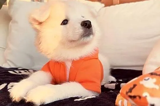 Samoyed szczeniaki, gotowe do odbioru, Mazowieckie, Warszawa