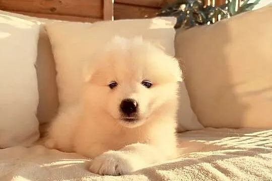 Samoyed szczeniaki, gotowe do odbioru, Mazowieckie, Warszawa