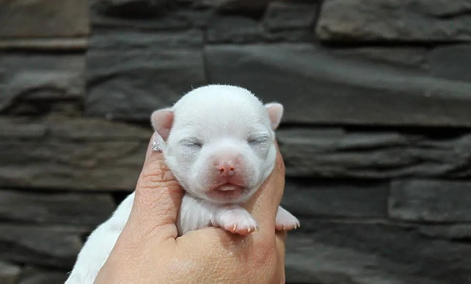 Chihuahua krótkowłosy biały chłopiec ZKwP FCI, Zachodniopomorskie, Świnoujście