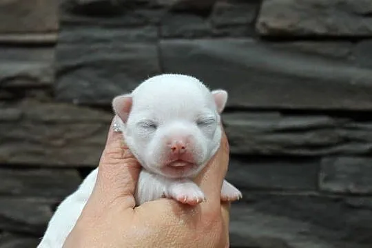 Chihuahua krótkowłosy biały chłopiec ZKwP FCI, Zachodniopomorskie, Świnoujście