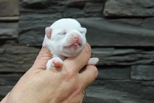 Chihuahua krótkowłosy biały chłopiec ZKwP FCI, Zachodniopomorskie, Świnoujście