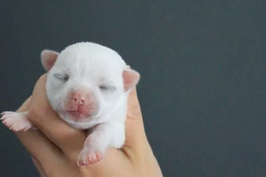 Chihuahua krótkowłosy biały chłopiec ZKwP FCI, Zachodniopomorskie, Świnoujście