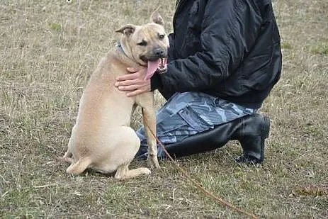 Przygarnij Bubę ratując jej świat!,  wielkopolskie
