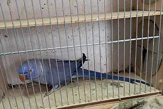 Sprzedam papugi, Świętokrzyskie, Jędrzejów