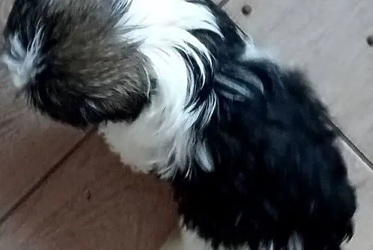 Shih tzu szczeniaczki