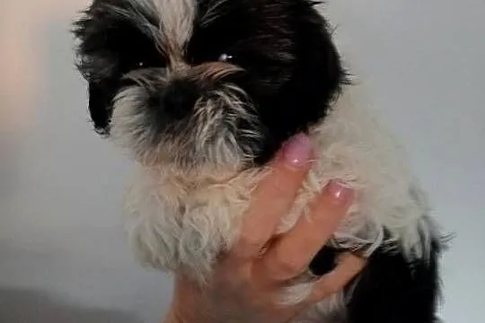 Shih tzu szczeniaczki, Wielkopolskie, Gruszczyn