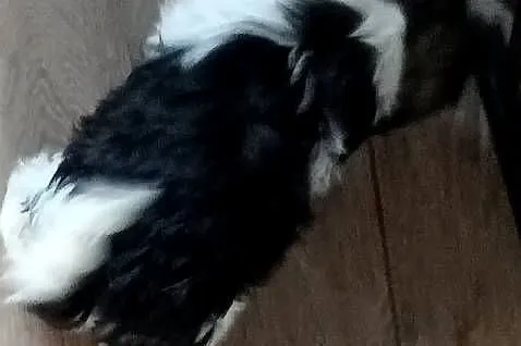 Shih tzu szczeniaczki, Wielkopolskie, Gruszczyn
