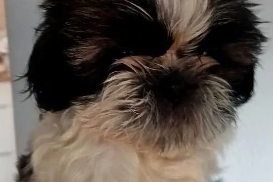 Shih tzu szczeniaczki, Wielkopolskie, Gruszczyn