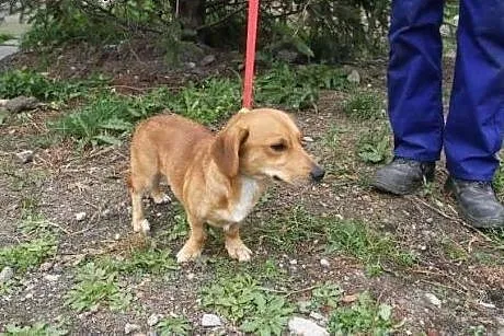 Młody, mały pies Lesiu w schronisku,  śląskie Kato