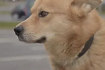 Odmień los Sambora! Adoptuj!,  mazowieckie Warszaw