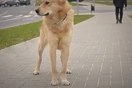 Odmień los Sambora! Adoptuj!,  mazowieckie Warszaw