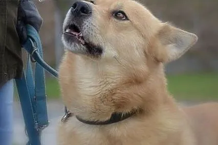 Odmień los Sambora! Adoptuj!,  mazowieckie Warszaw