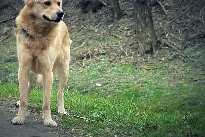 Odmień los Sambora! Adoptuj!,  mazowieckie Warszaw