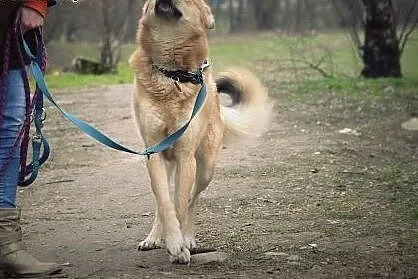 Odmień los Sambora! Adoptuj!,  mazowieckie Warszaw