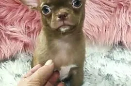 ***Gotowy Do Odbioru*** Piękny Chłopczyk Chihuahua***