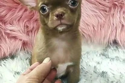 ***Gotowy Do Odbioru*** Piękny Chłopczyk Chihuahua***