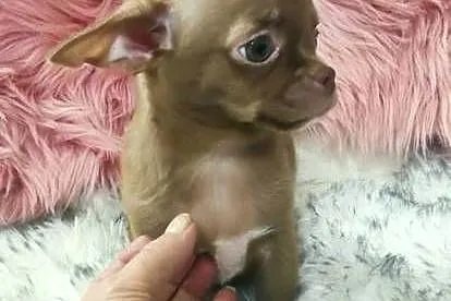 ***Gotowy Do Odbioru*** Piękny Chłopczyk Chihuahua***, Wielkopolskie, Ciszkowo