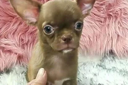***Gotowy Do Odbioru*** Piękny Chłopczyk Chihuahua***, Wielkopolskie, Ciszkowo