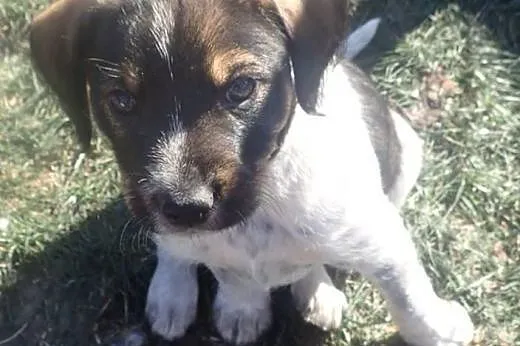 Szczeniaki ze schroniska do adopcji ,  łódzkie Ski