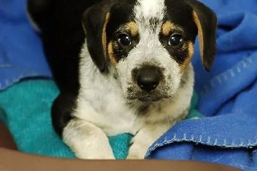 Szczeniaki ze schroniska do adopcji ,  łódzkie Ski
