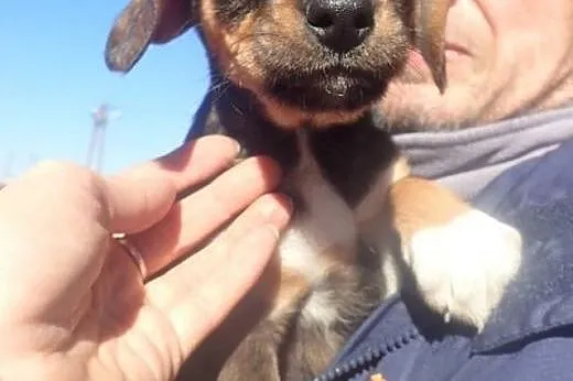 Szczeniaki ze schroniska do adopcji ,  łódzkie Ski