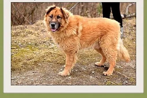 PUCHATEK,duży 40 kg pies stróżujący do domu z ogro
