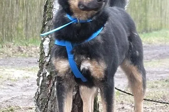 Młoda, dzieciolubna i grzeczna suczka szuka domu!