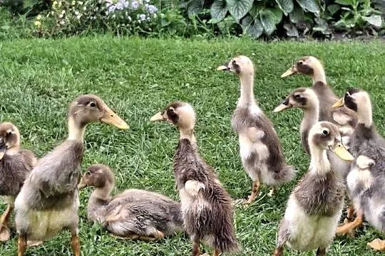 Dwutygodniowe biegusy indyjskie. Barwa Fawn&White., Mazowieckie, Nadarzyn