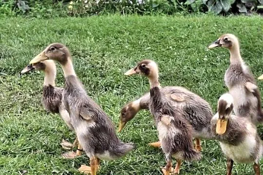 Dwutygodniowe biegusy indyjskie. Barwa Fawn&White., Mazowieckie, Nadarzyn
