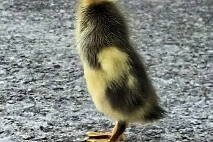 Dwutygodniowe biegusy indyjskie. Barwa Fawn&White., Mazowieckie, Nadarzyn