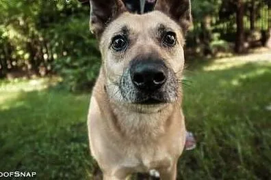 ZUZIA - kochana sunia, porzucona na działkach; do adopcji,  małopolskie Kraków, Małopolskie, Kraków