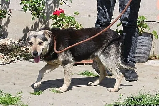 Drupi - wielki pieszczoch, Mazowieckie, Nowy Dwór Mazowiecki