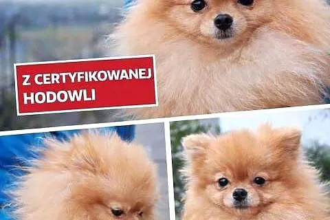 Szpice miniaturowe - Pomeranian z metryczkami z hodowli z FCI