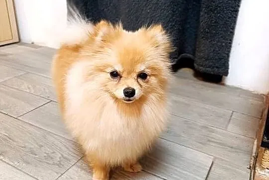 Szpice miniaturowe - Pomeranian z metryczkami z hodowli z FCI, Lubelskie, Kraśnik