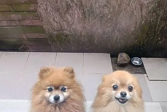 Szpice miniaturowe - Pomeranian z metryczkami z hodowli z FCI, Lubelskie, Kraśnik