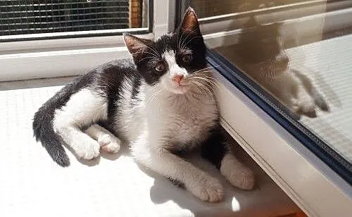 Kociak Batman cudny kochany pingwinek szuka domu!