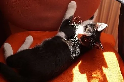 Kociak Batman cudny kochany pingwinek szuka domu! 