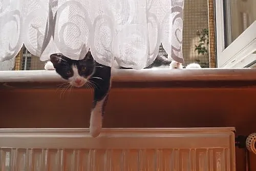 Kociak Batman cudny kochany pingwinek szuka domu! 