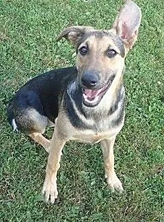 Piękna sunia do adopcji, łódzkie Skierniewice