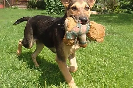 Piękna sunia do adopcji,  łódzkie Skierniewice