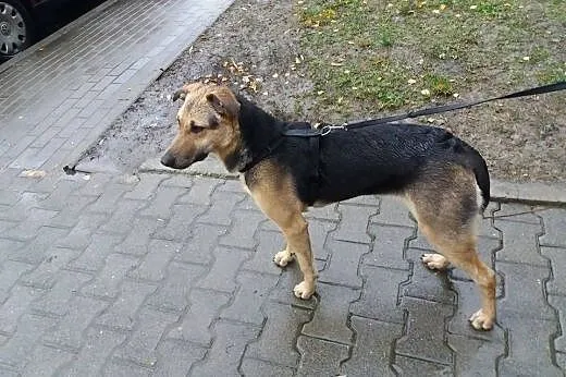 Piękna sunia do adopcji,  łódzkie Skierniewice