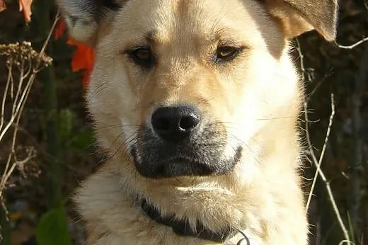 1 roczny, mądry, radosny piesek KAJ do ADOPCJI,  mazowieckie Warszawa