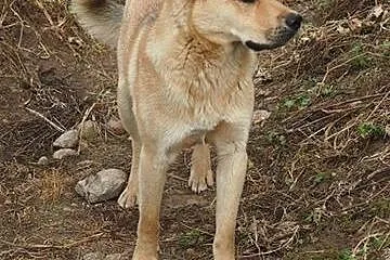 1 roczny, mądry, radosny piesek KAJ do ADOPCJI,  m