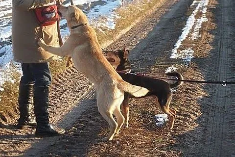 1 roczny, mądry, radosny piesek KAJ do ADOPCJI,  m