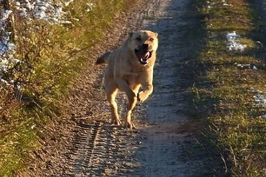 1 roczny, mądry, radosny piesek KAJ do ADOPCJI,  m