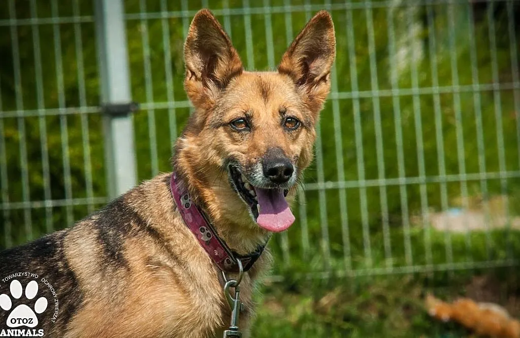 OTOZ Animals - Linda - kochana, dojrzała i wierna suczka czeka na dom!, Pomorskie, Tczew