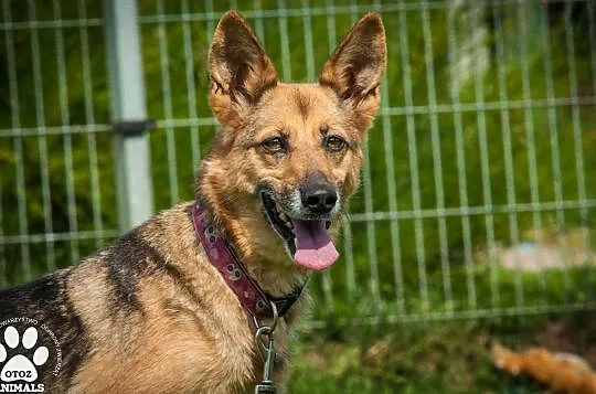 OTOZ Animals - Linda - kochana, dojrzała i wierna suczka czeka na dom!, Pomorskie, Tczew
